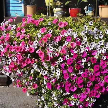 Karwendelblick شقة *